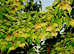 Acer buergerianum va buergerianum leaves and seed pods in Forest 73. Photo by A Burgess