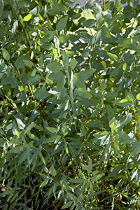 Leaves of Euphrates poplar. Photo not from the Arboretum