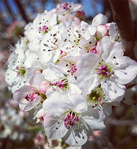 Pyrus calleryana 'Chanticleer' flower in Forest 87