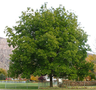 Carya illinoinensis tree. Photo not from the Arboretum