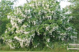 Cladrastis kentukea tree. Photo not from the Arboretum