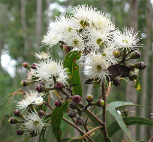Corymbia maculata flowers. Photo not from the Arboretum