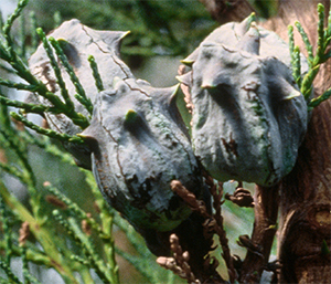 Widdringtonia cedarbergensis immature seed cones. Photo not from the Arboretum