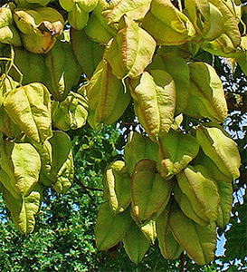 Koelreuteria paniculata lantern-like pods. Photo not from the Arboretum, by H Zell