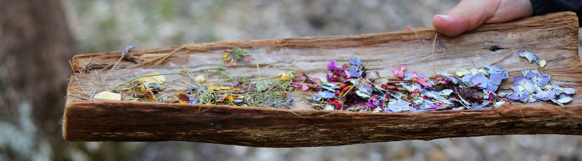 Close up of dried flowers in a curved piece of bark.