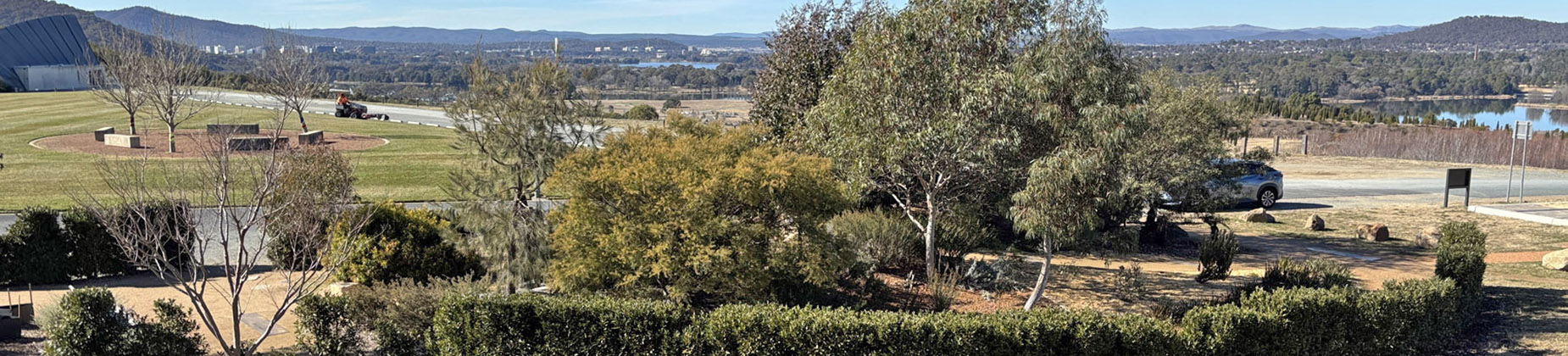 A small densely growing garden of australian native plants