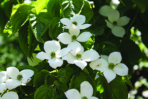 Cornus flowers in Forest 8