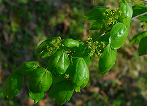 Flower of Acer buergerianum var formosanum. Photo not from the Arboretum, by JC Yang