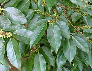 Diospyrus lotus leaves. Photo not from the Arboretum