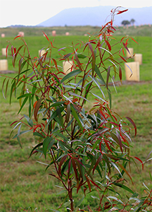 Young Eucalyptus scoparia in Forest 92. Photo by E. Hawke