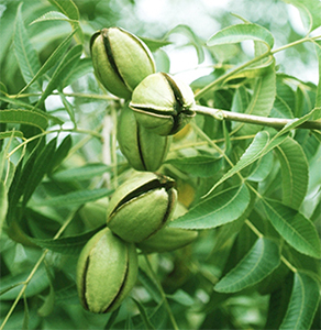 Carya leaves and fruits starting to release the nuts . Photo not from the Arboretum