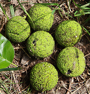 Maclura pomifera fruits. Photo not from the Arboretum