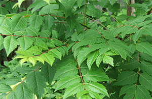 Leaves of Koelreuteria paniculata. Photo not from the Arboretum