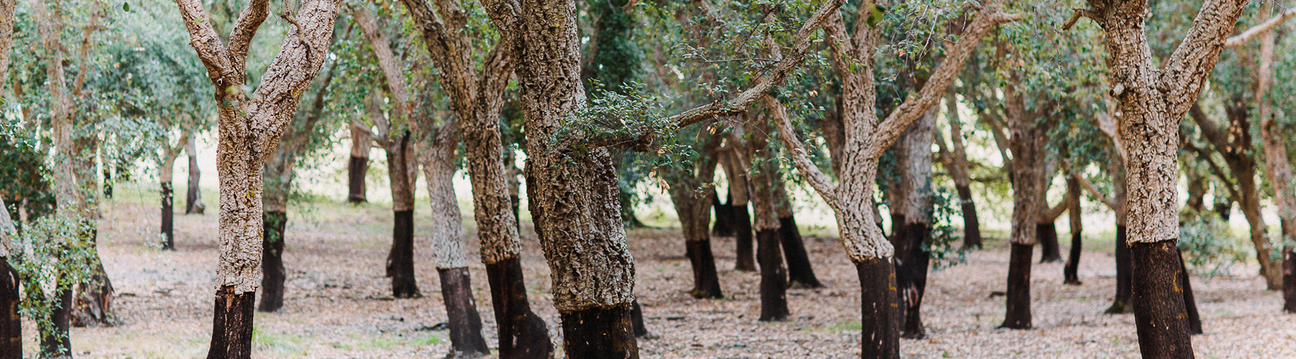 Cork oak trees in the Cork oak forest