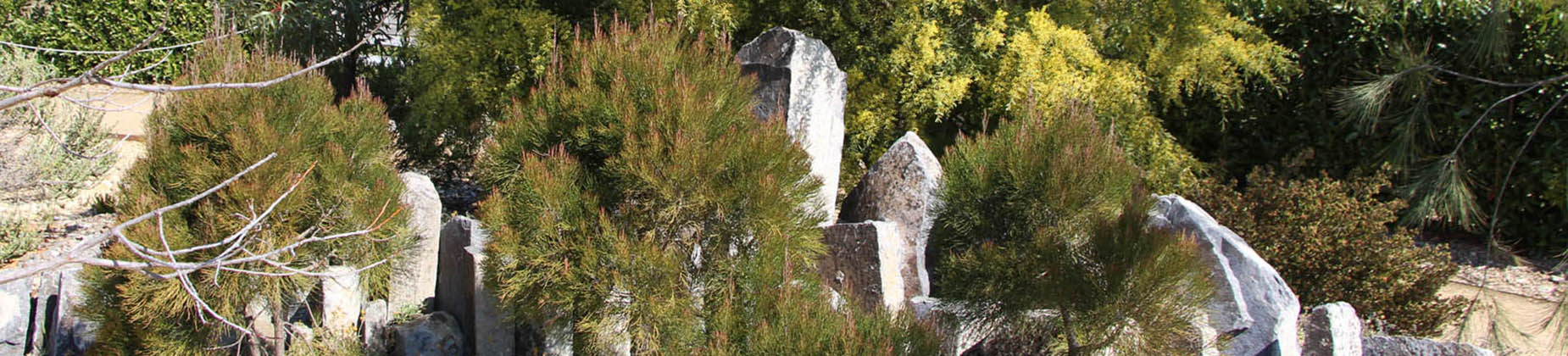 Small native shrubs cascade over silver grey rocks
