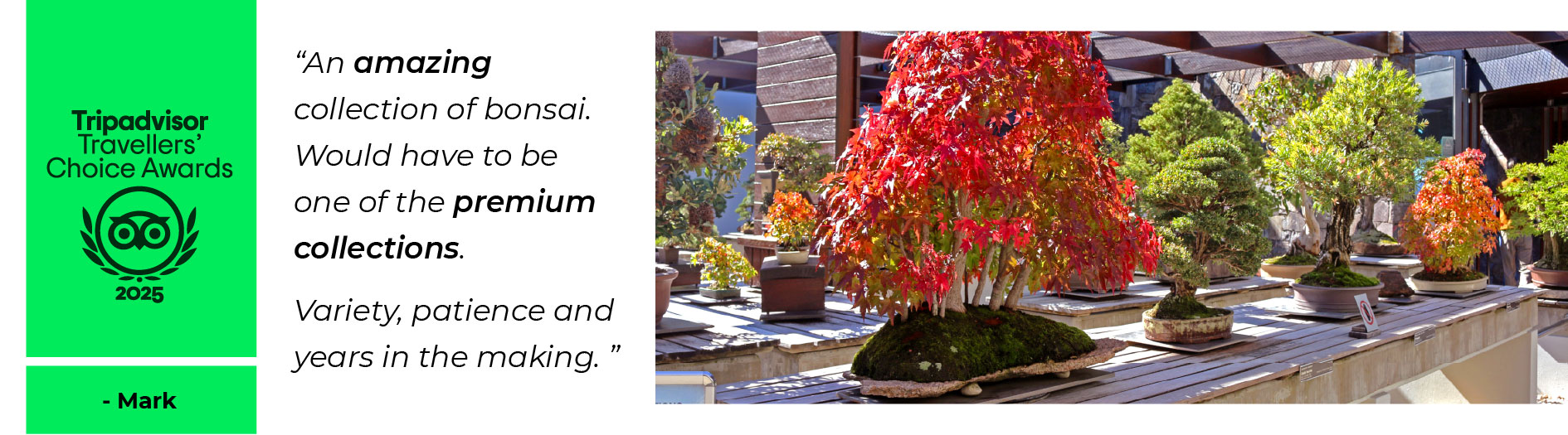 Image on a white background of bonsai displays, there is a tree with right red autumn leaves in the foreground. the Tripadvisor logo stands out on a bright green banner on the top left.
