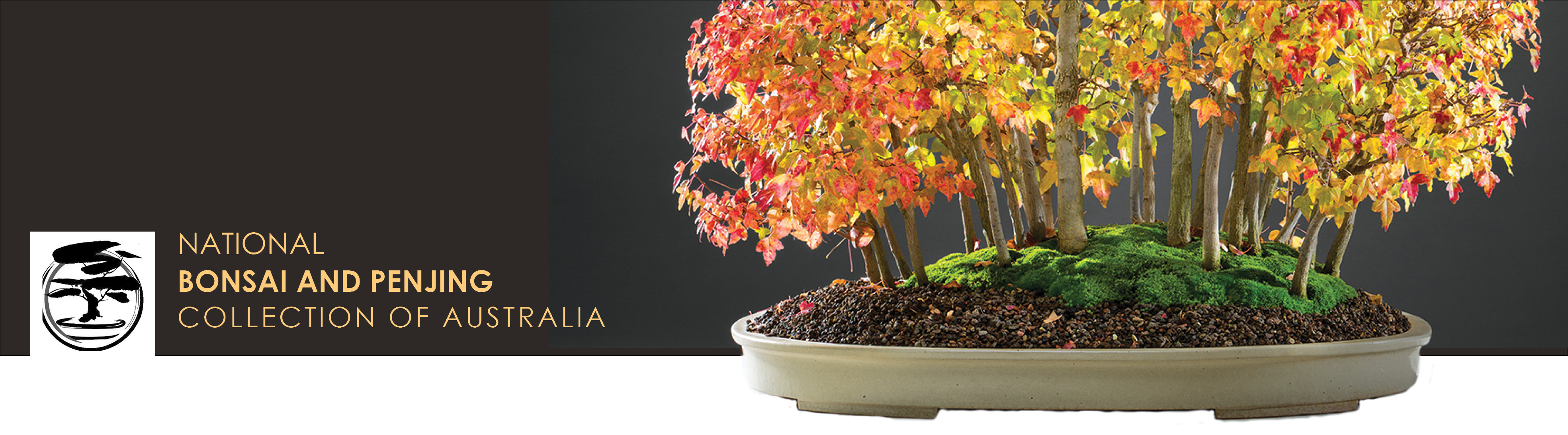 A close image of a small bonsai in a pot, with orange and yellow autumnal folliage