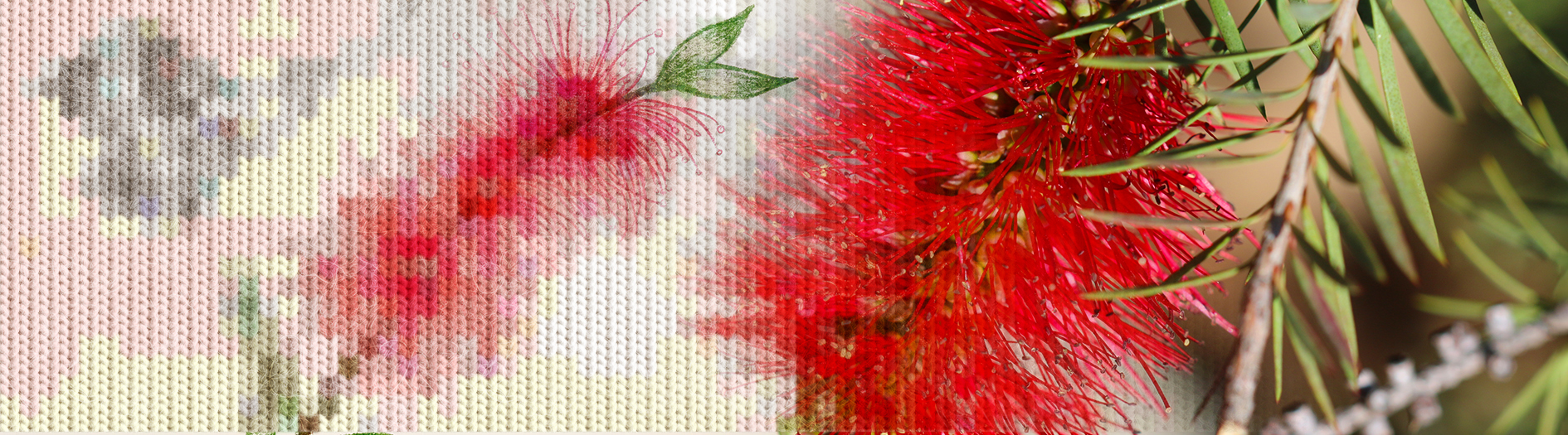 A colourful hand drawn red callistemon sketch, next to a close up photograph of a callistemon flower. A knit style overlap has been applied to one end of the image to add a cosy effect to the image. 