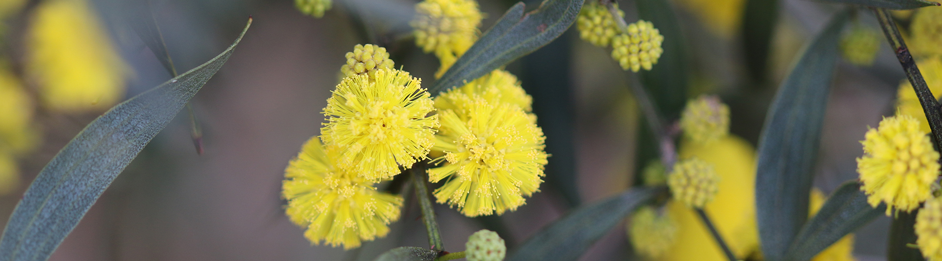 Close image of yellow wattle in bloom