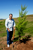 Former Rugby League test captain, current QLD State of origin coach and former Canberra Raiders player Mal Meninga plants a Hoop Pine tree. Click for larger image.