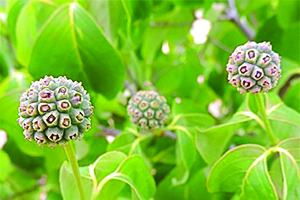 Cornus seedpods in Forest 8