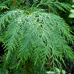 Lawson cypress leaves. Photo not from the Arboretum