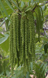 Carya illinoinensis male catkins and leaves. Photo not from the Arboretum