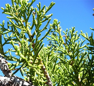 Widdringtonia leaves and branches. Photo not from the Arboretum