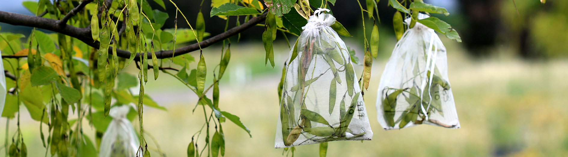 American Yellowwood seedpods bagged in a transparent white cloth bag