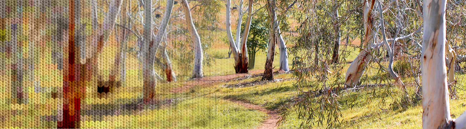 A sunlit snow gum forest with pale, smooth-barked trees and a narrow dirt path winding through green grass and scattered leaf litter; the scene has warm natural tones and soft light filtering through the branches, with a knitted fabric texture overlay visible in the bottom-left corner blending into the landscape.