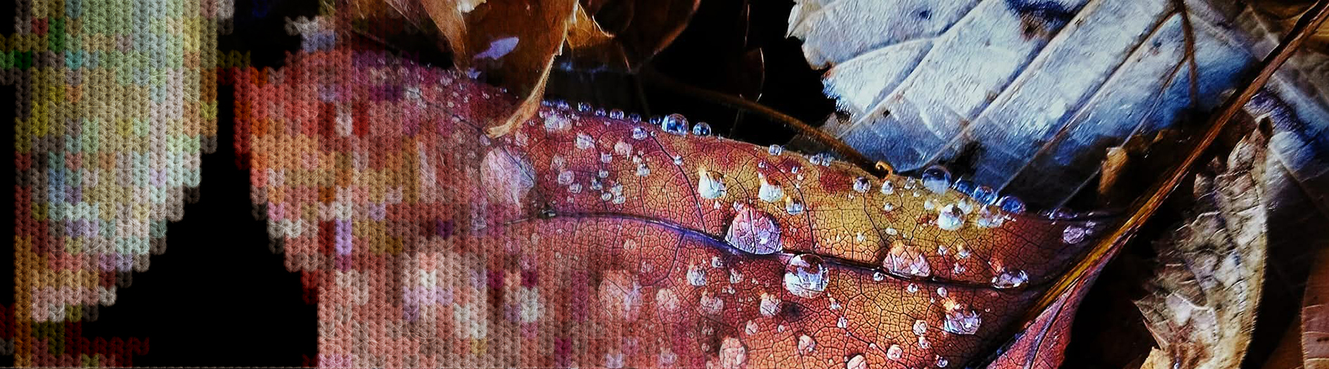A colourful autumnal leaf with sparkling dew droplets are featured in beautiful detail