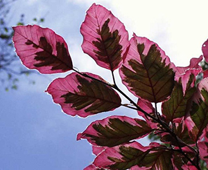 Leaves of Tricolor Beech. Photo not from the Arboretum