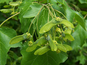 Seeds of Acer campestre. Photo not from the Arboretum.