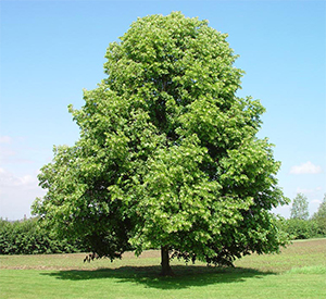 Tilia cordata tree. Photo not from the Arboretum