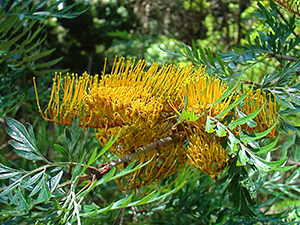 Grevilliea robusta leaves and flowers. Photo not from the Arboretum, by L. Muldoon (2)