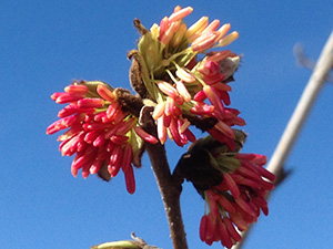 Persian ironwood red flowers in Forest 14 L Muldoon
