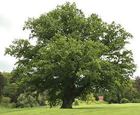 Quercus robur. Photo not from the Arboretum