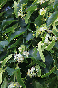 Tilia cordata flowers and leaves. Photo not from the Arboretum