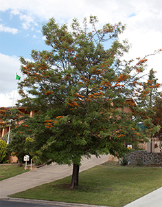Grevillea robusta tree. Photo not from the Arboretum, by L. Hawkes