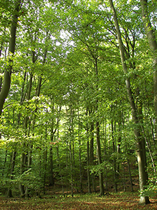 Fagus sylvatica tree. Photo not from the Arboretum