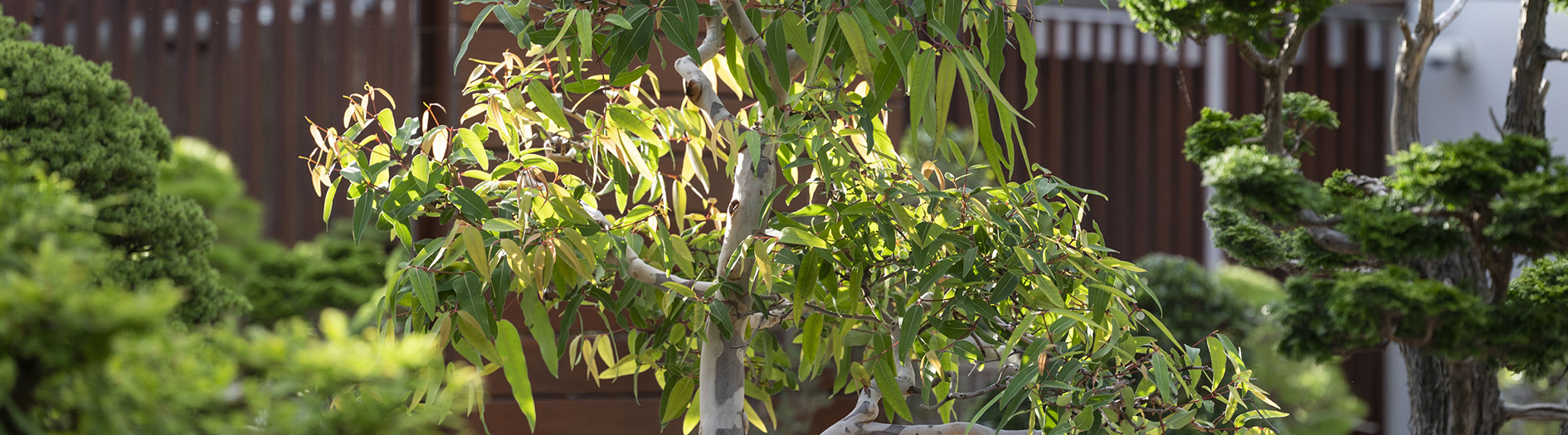 Bonsai Angophora Costata pictured in the centre with other bonsai trees in the background.