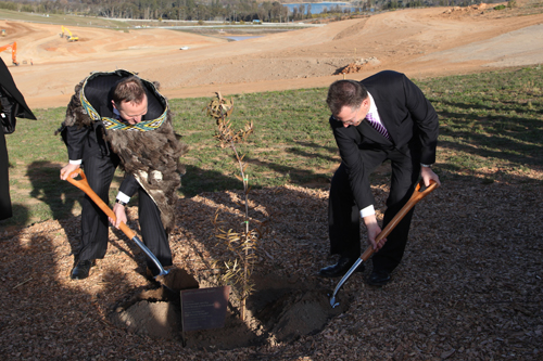 Planting of Kuri Pine