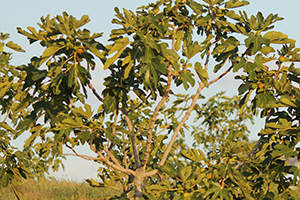 Ficus carica tree in Forest 3