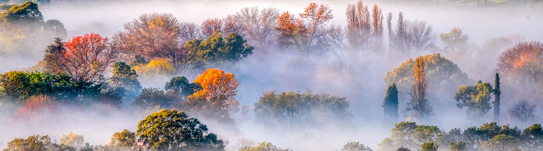 A colourful forest of late autumn foliage and bare winter tree limbs peaks through a dense white cloud of fog