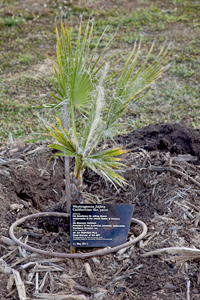 Plaque and planted Calfornian fan palm