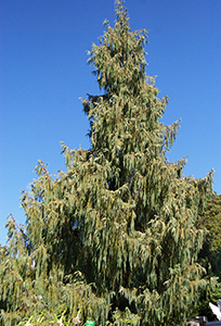 Cupressus Cashmeriana tree, Bhutan cypress. Photo not from the Arboretum