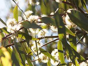 Flowers and leaves of Euc benthamii, Camden white gum in Forest 30. Photo by A. Burgess