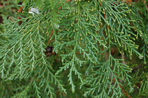 Platycladus orientalis leaf. Photo not from the Arboretum