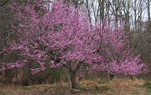Cercis canadensis tree. Photo not from the Arboretum