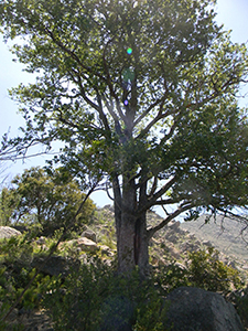 Nothofagus macrocarpa tree. Photo not from the Arboretum